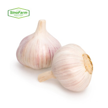 China garlic supplier from Shandong good farmer garlic for selling